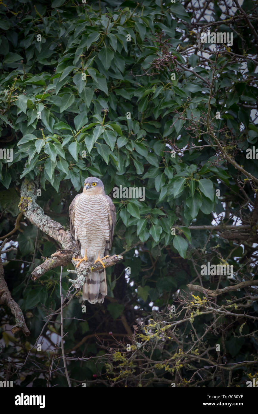 Wilden Sperber gefangen auf Ast im Baum, die auf der Suche nach Beute Stockfoto