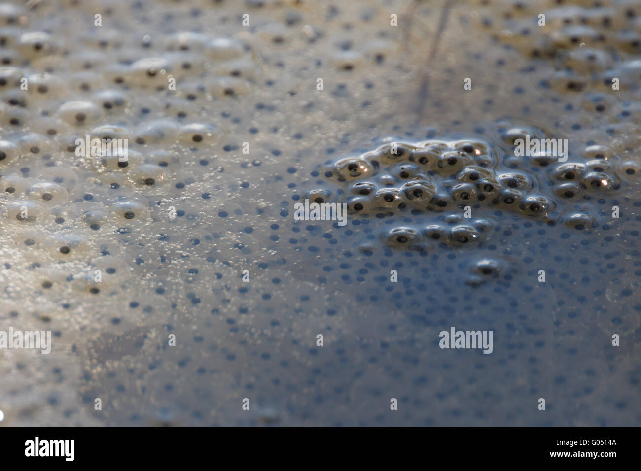 Frosch-Laich im Wasser hautnah Stockfoto