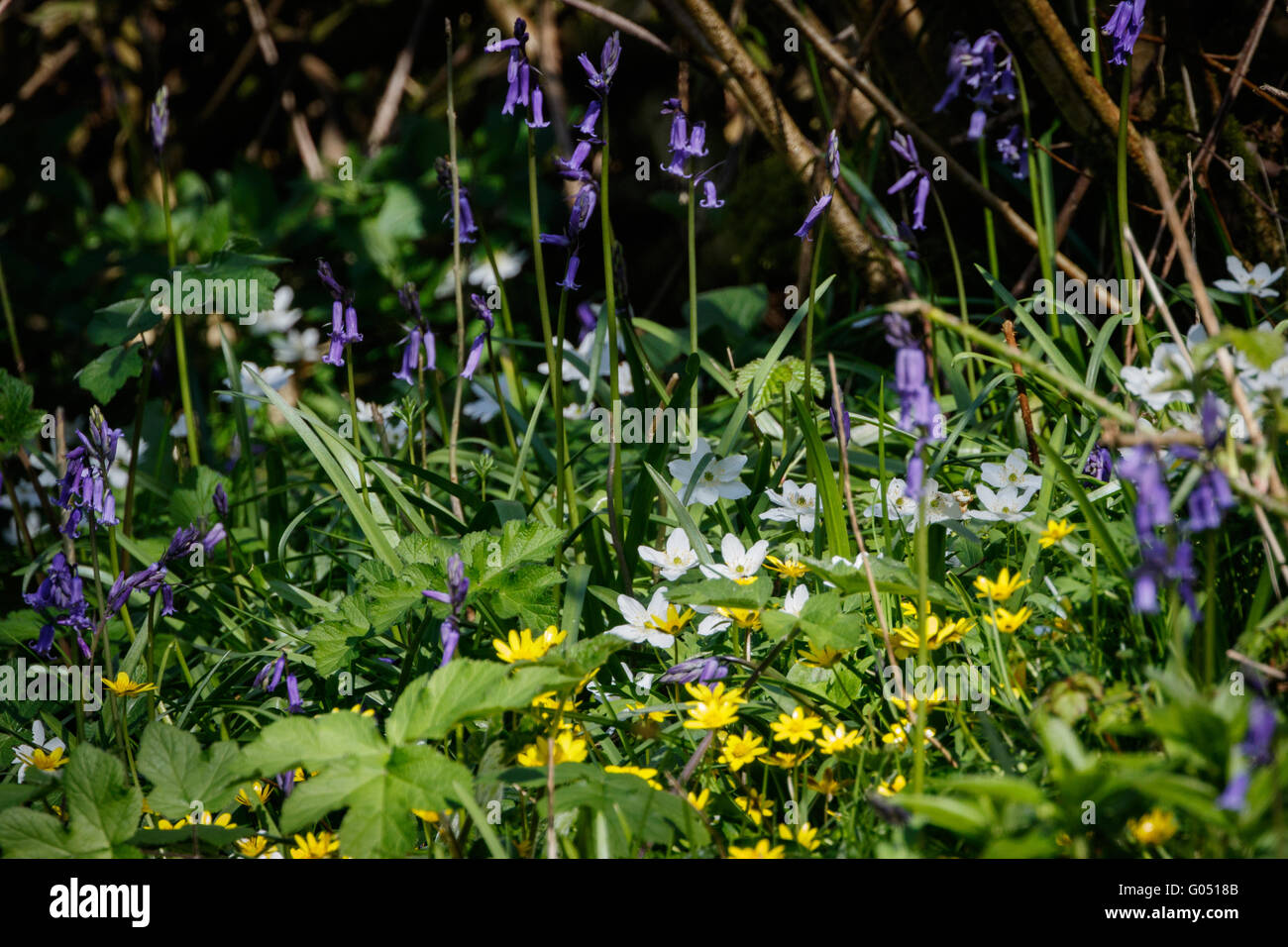 Gemischte Wildblumen auf dem Waldboden Stockfoto