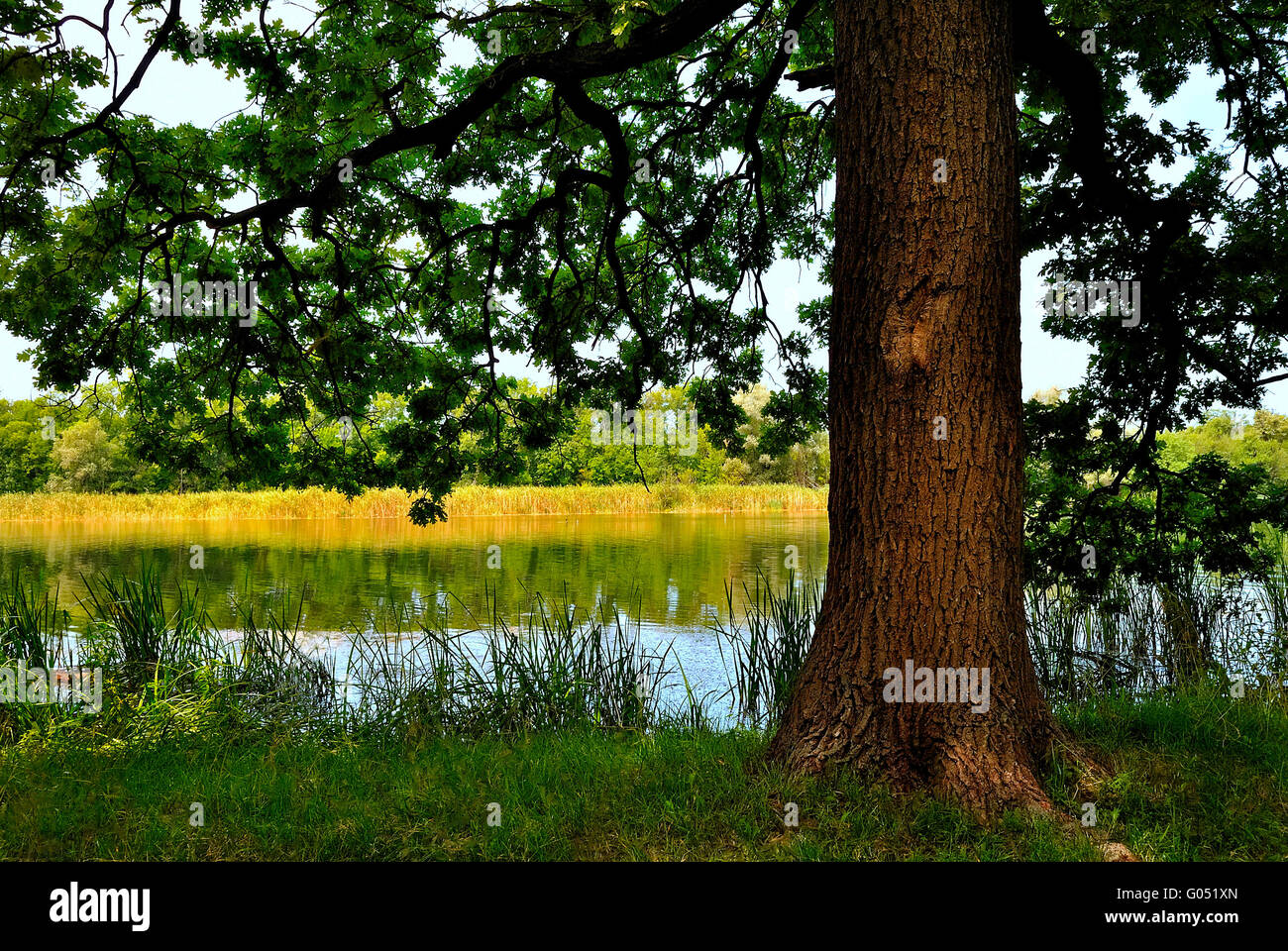 Schattigen Eiche am Fluss Stockfoto