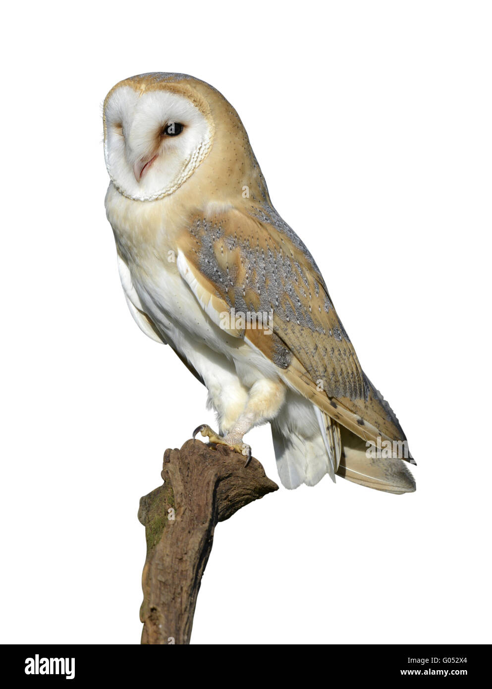 Schleiereule - Tyto alba Stockfoto