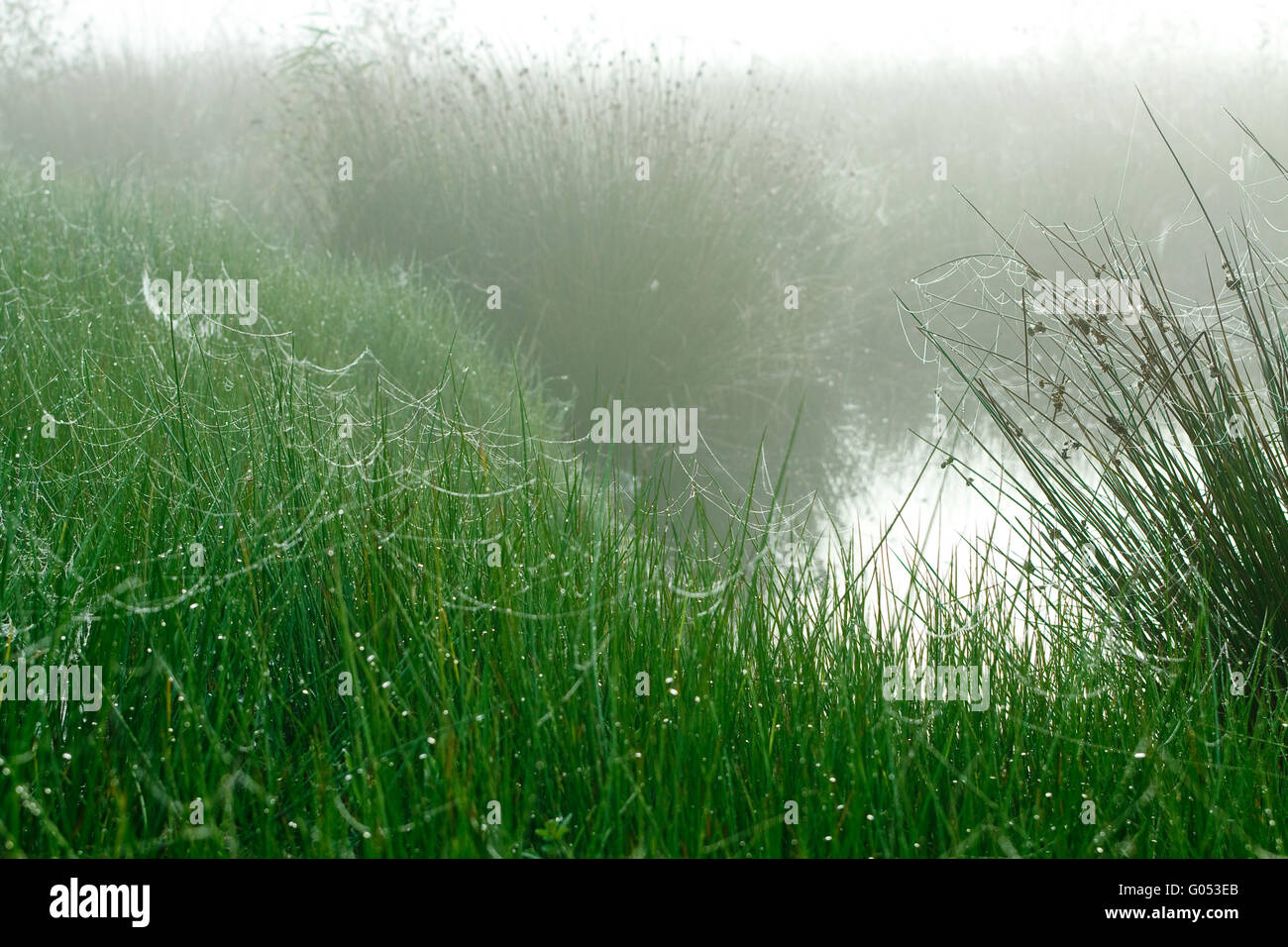 Nebel in das Hochmoor Stockfoto