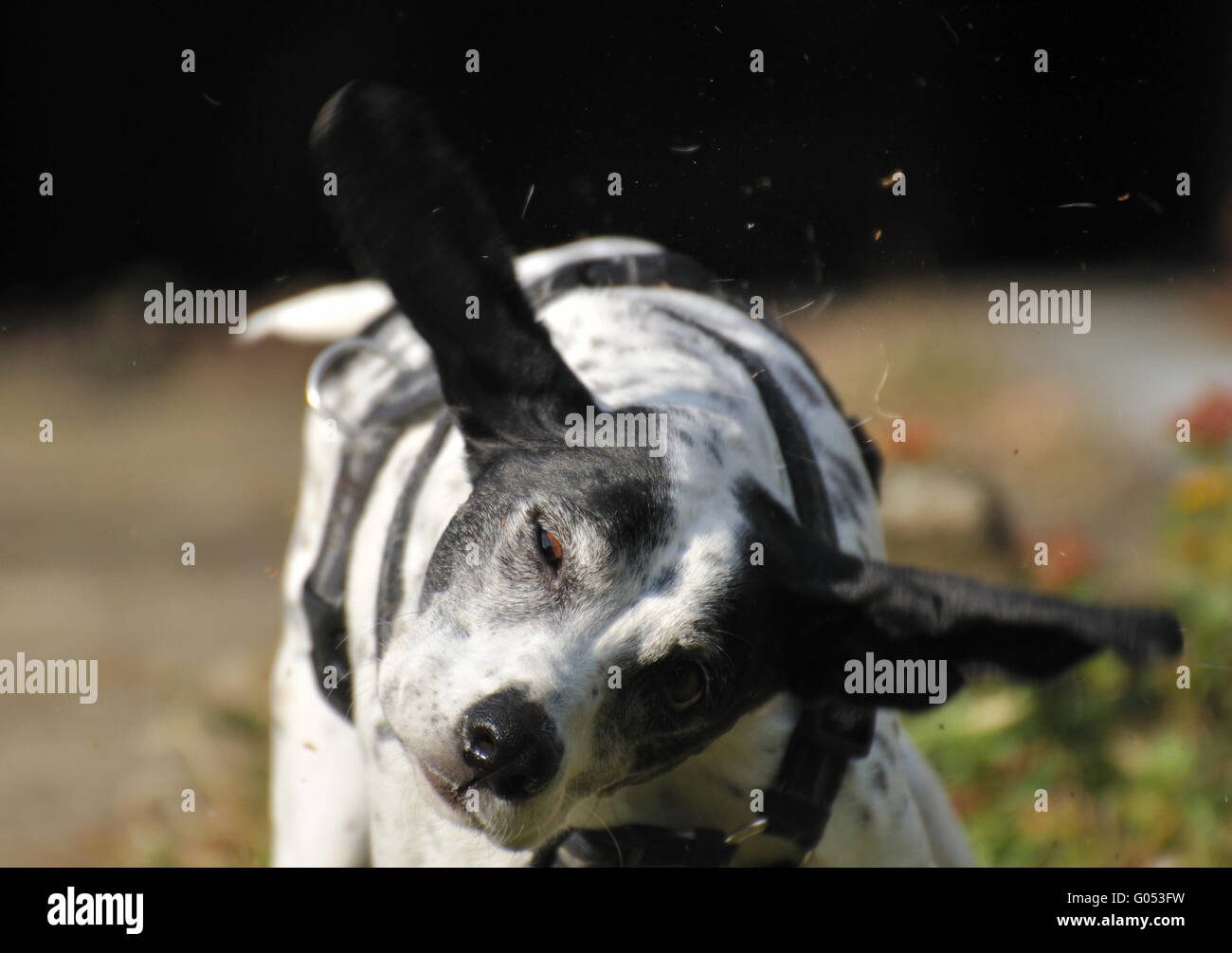 Hund schüttelt Stockfoto