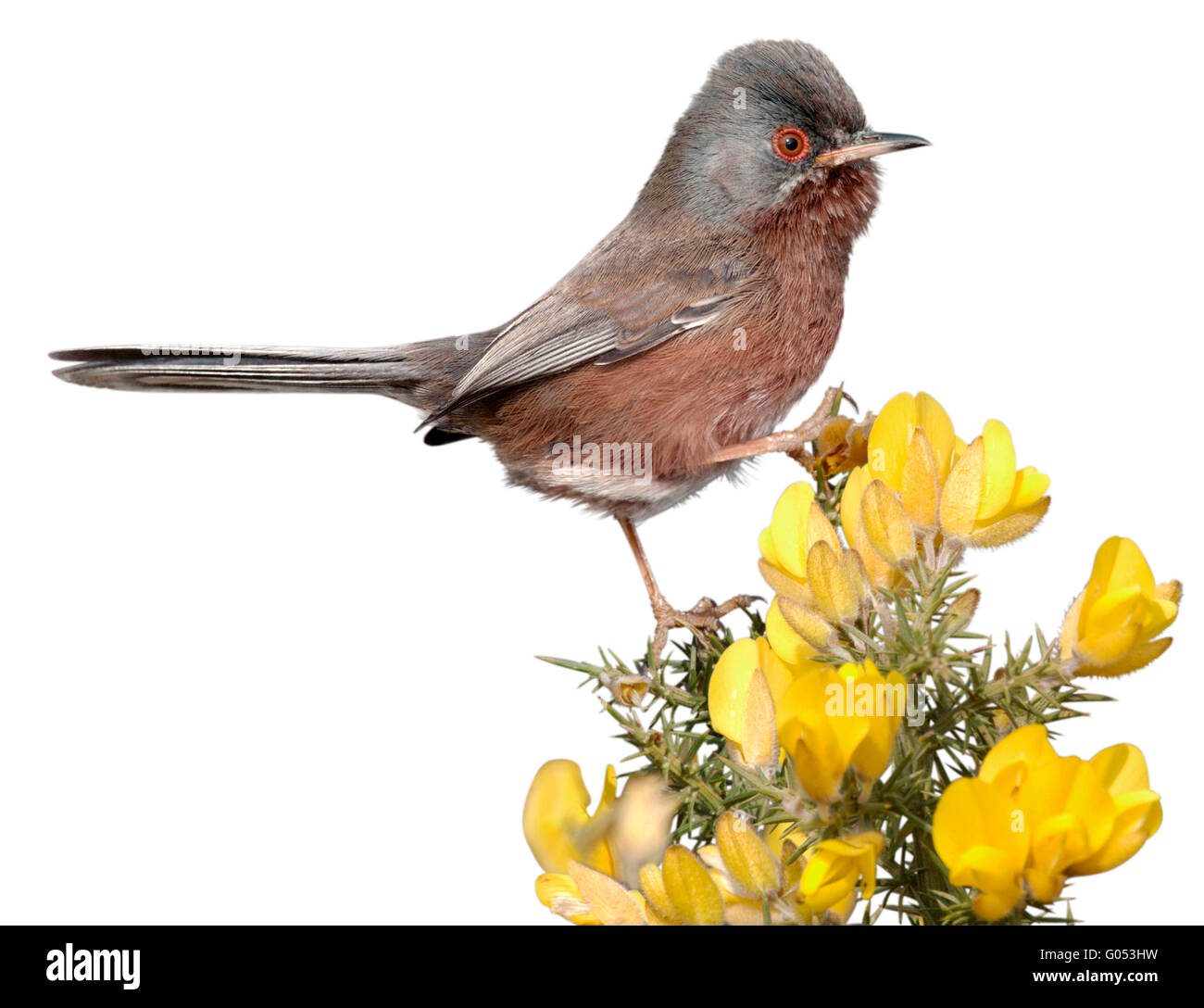 Dartford Warbler - Sylvia undata Stockfoto