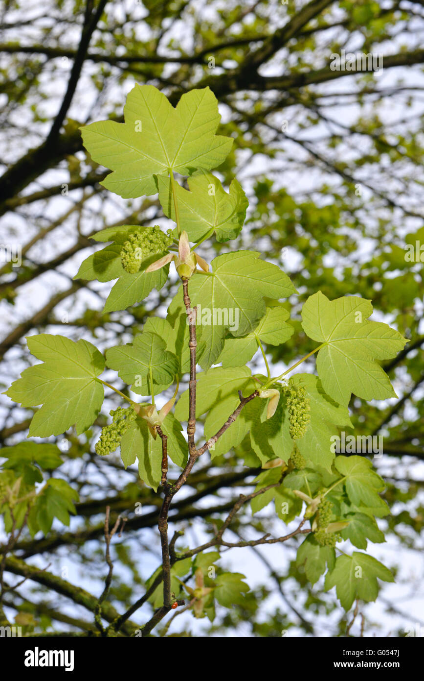 Bergahorn - Acer Pseudoplatanus Aceraceae. Höhe bis 35m Vigorous, Laubbaum zu verbreiten. Rinde grau, zerklüftet und Abplatzungen. Stockfoto