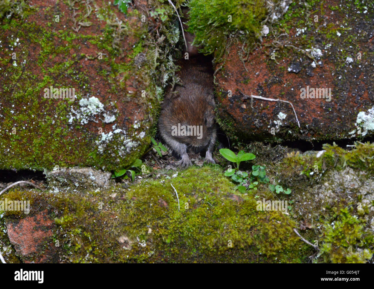 Rötelmaus - Clethrionomys glareolus Stockfoto