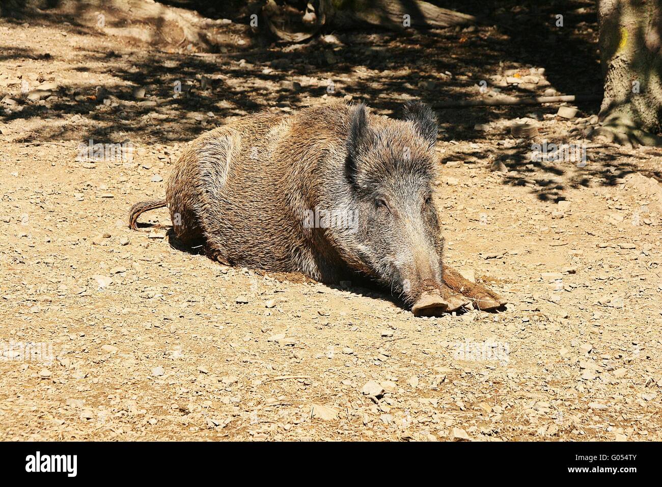 wildes Schwein Stockfoto