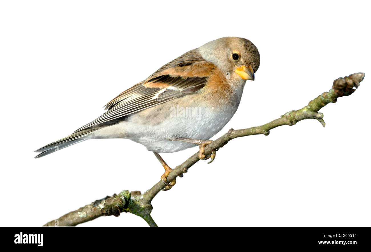 Bergfink - Fringilla Montifringilla - weiblich Stockfoto