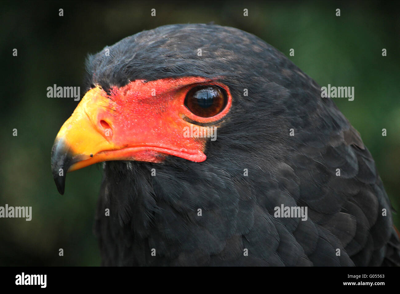 BATELEUR Stockfoto