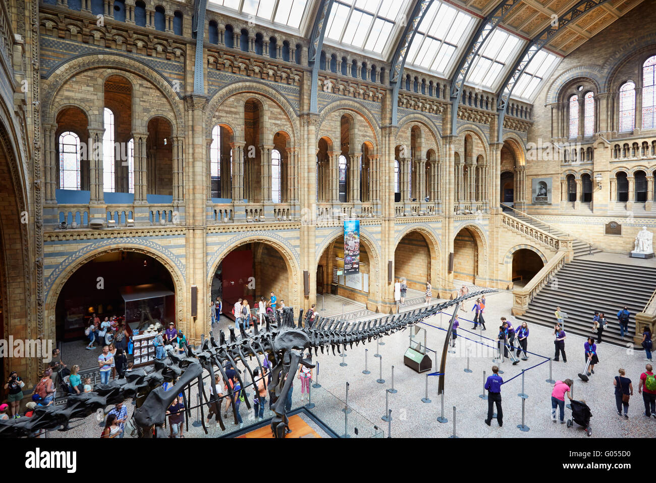 Natural History Museum Innenraum mit Touristen, Menschen und Dinosaurier-Skelett in London Stockfoto