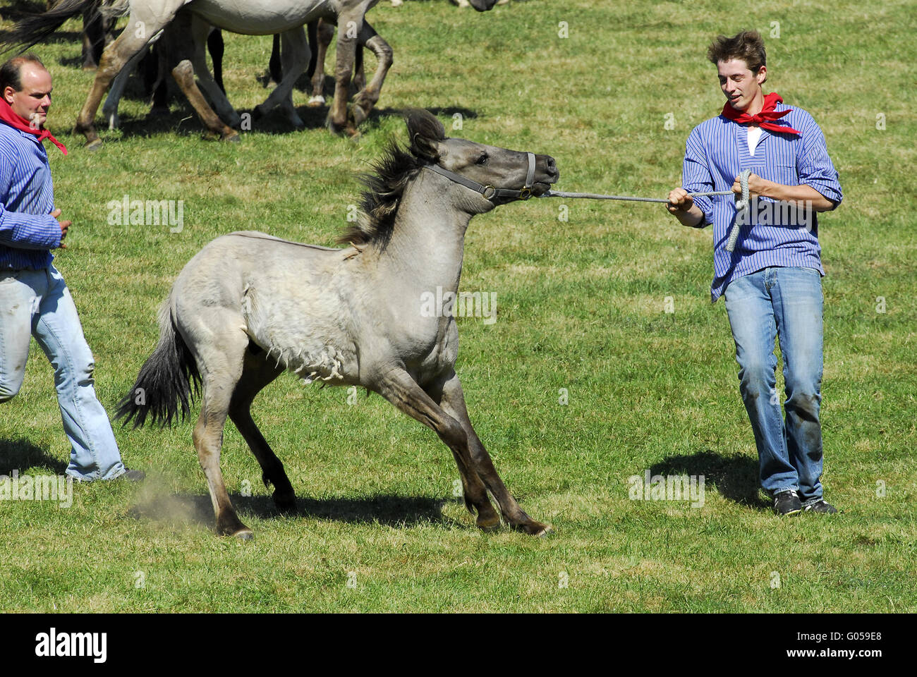 Dülmener Wildhorse Stockfoto