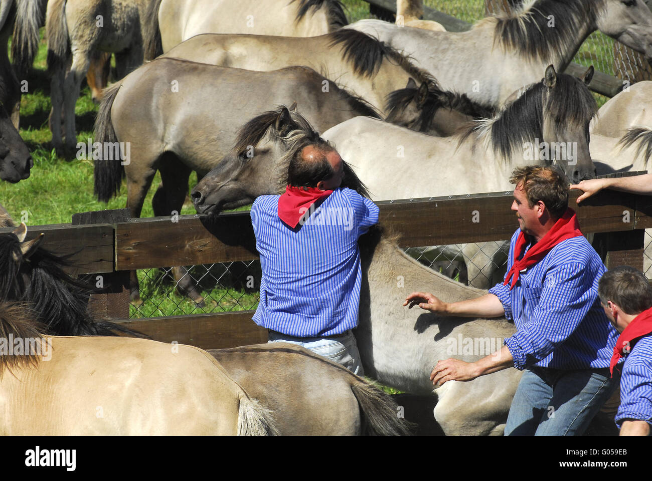 Dülmener Wildhorse Stockfoto