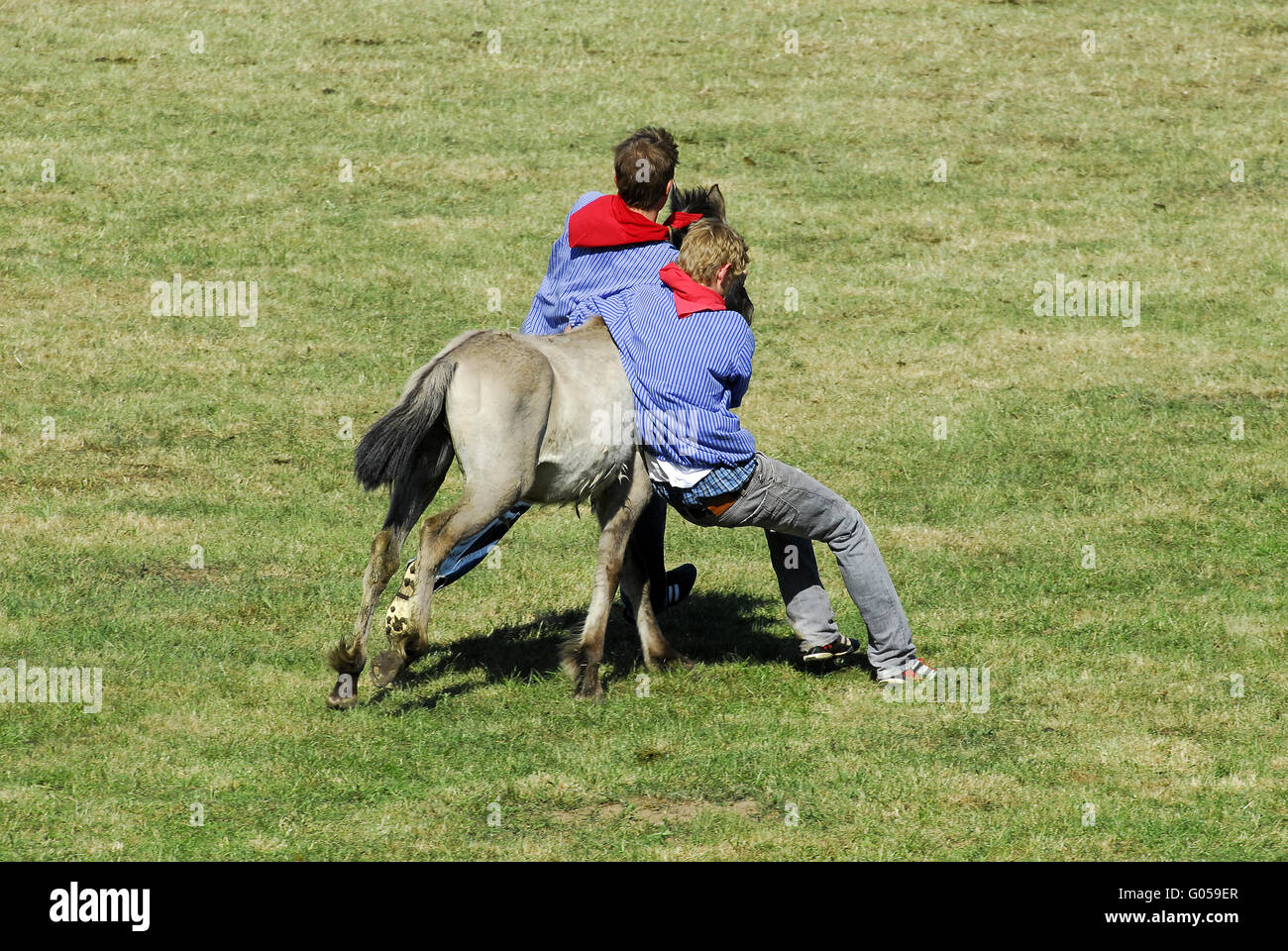 Dülmener Wildhorse Stockfoto