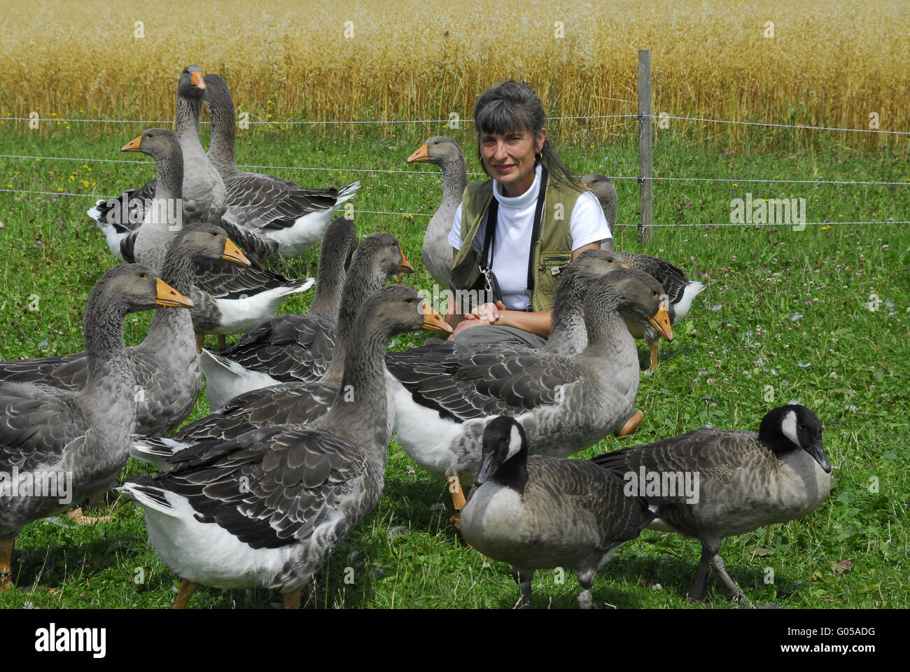 Pommersche Gans Stockfoto