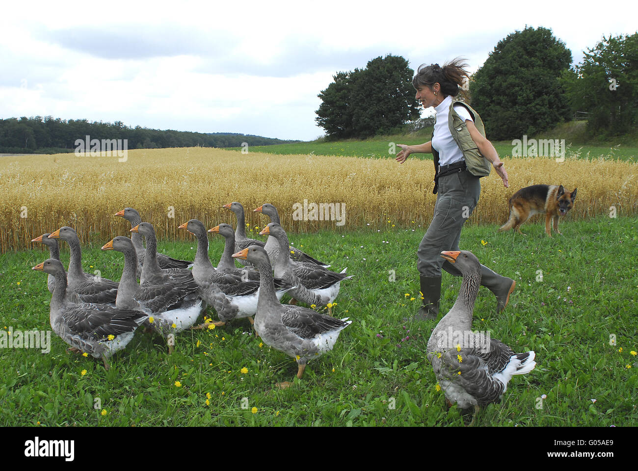 Pommersche Gans Stockfoto