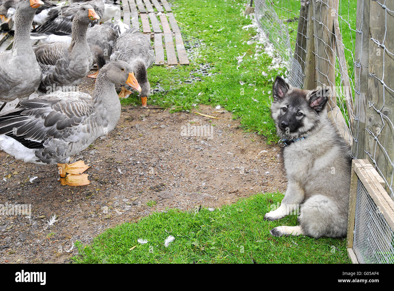 Pommersche Gans Stockfoto