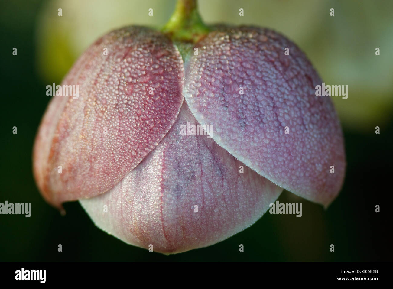 Blume Rosa Medusa Stockfoto