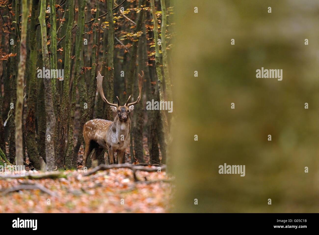 europäischer Damhirsch Stockfoto