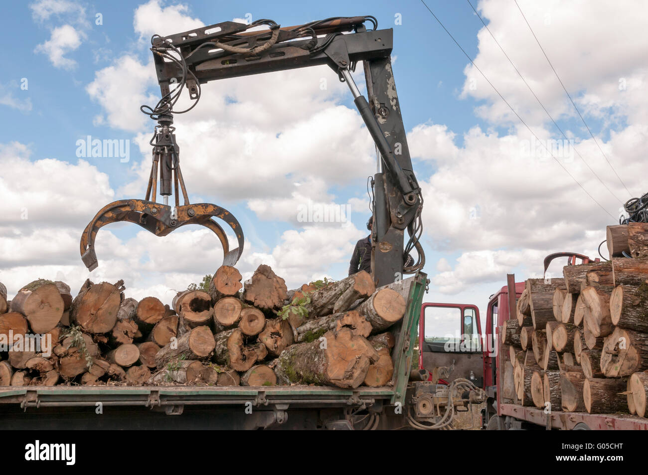 Laden von gefälltem Holz in einen LKW mit Kran Stockfoto