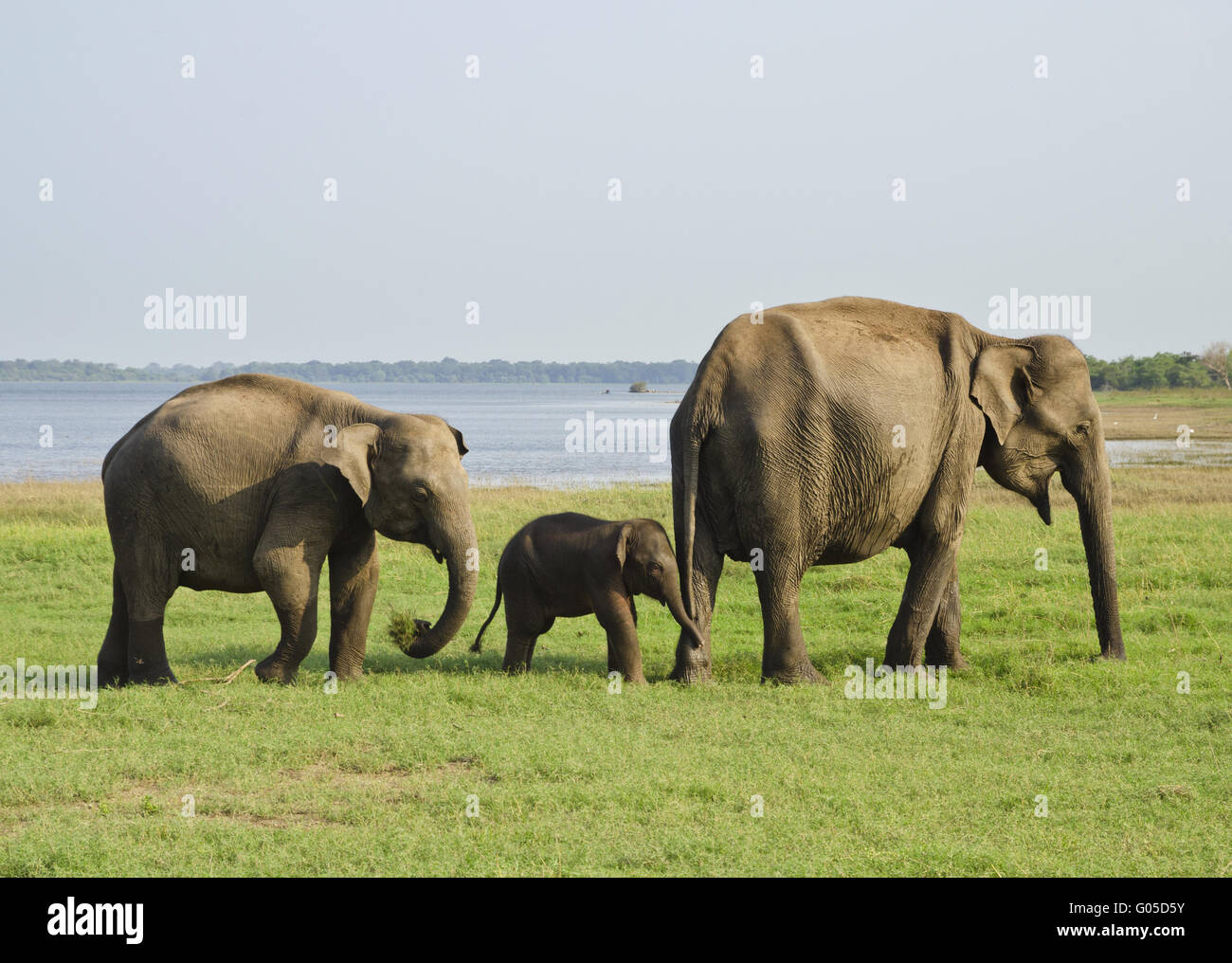 Familie von Elefanten in Sri Lanka Stockfoto