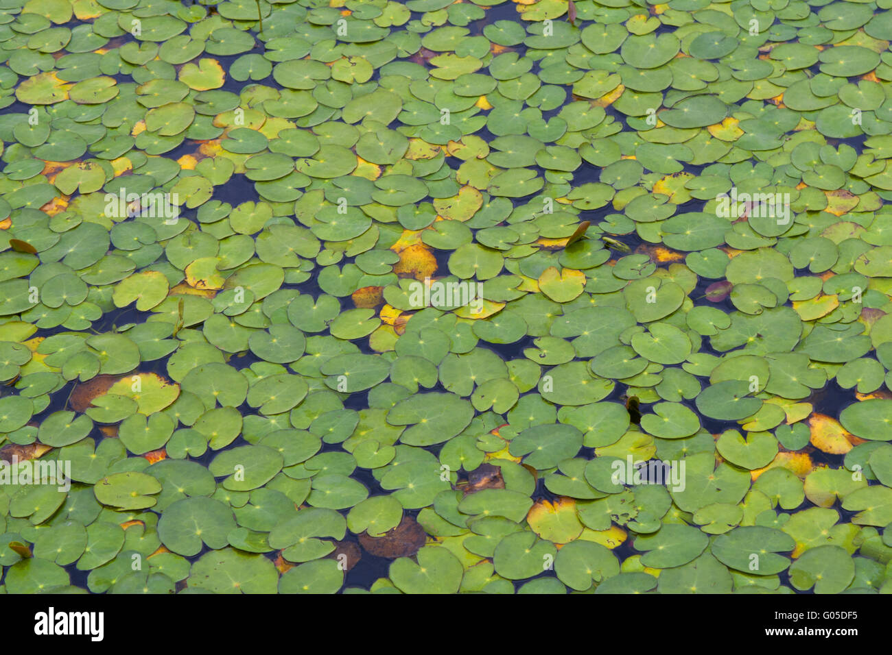 Seerosen in einem Teich Stockfoto