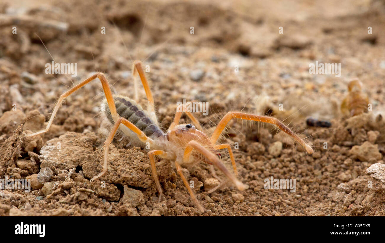Galeodes Fotos und Bildmaterial in hoher Auflösung Alamy