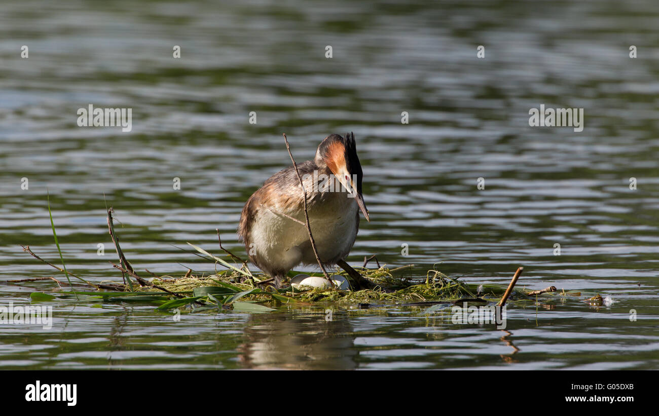 Great Crested Grebe Stockfoto