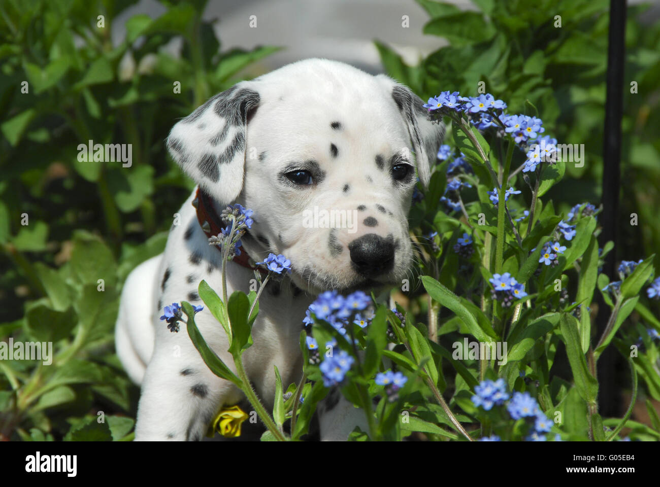 Dalmatiner Welpen drei Wochen alt, in einem Garten Stockfoto