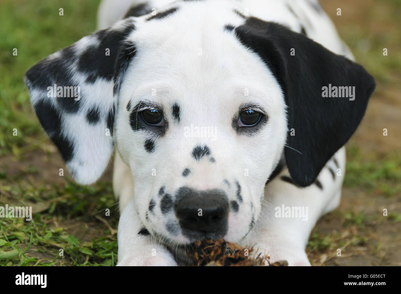 Dalmatiner Welpen, 7 Wochen alt, portrait Stockfoto