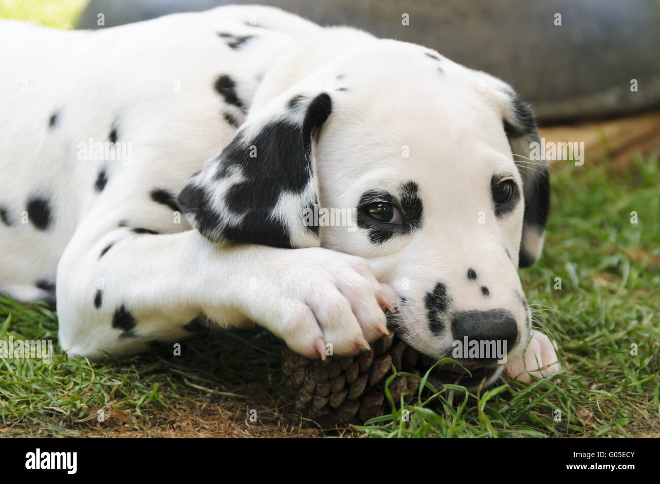 Dalmatiner Welpen, 7 Wochen alt, portrait Stockfoto
