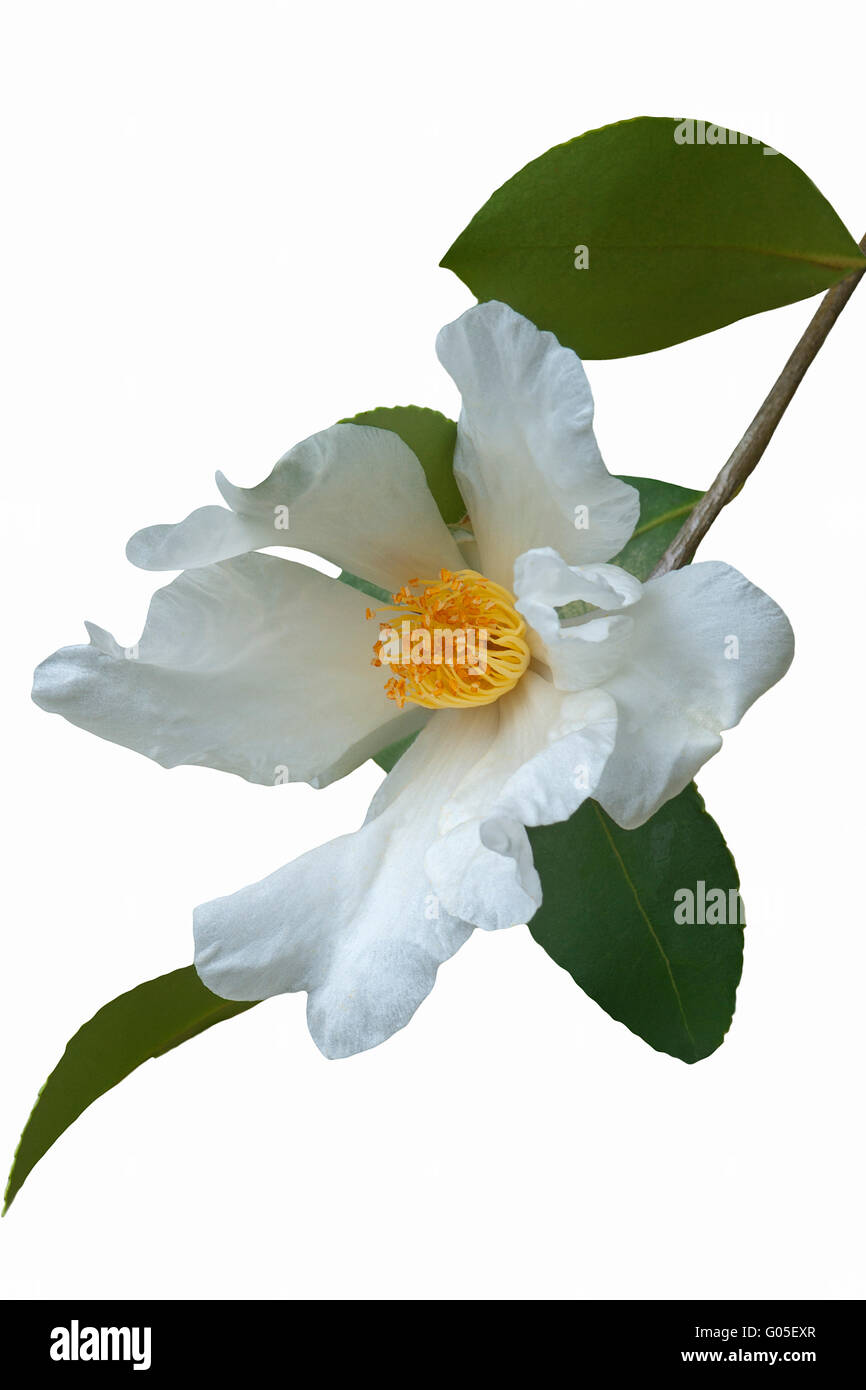 Tee-Öl-Kamelie Stockfoto