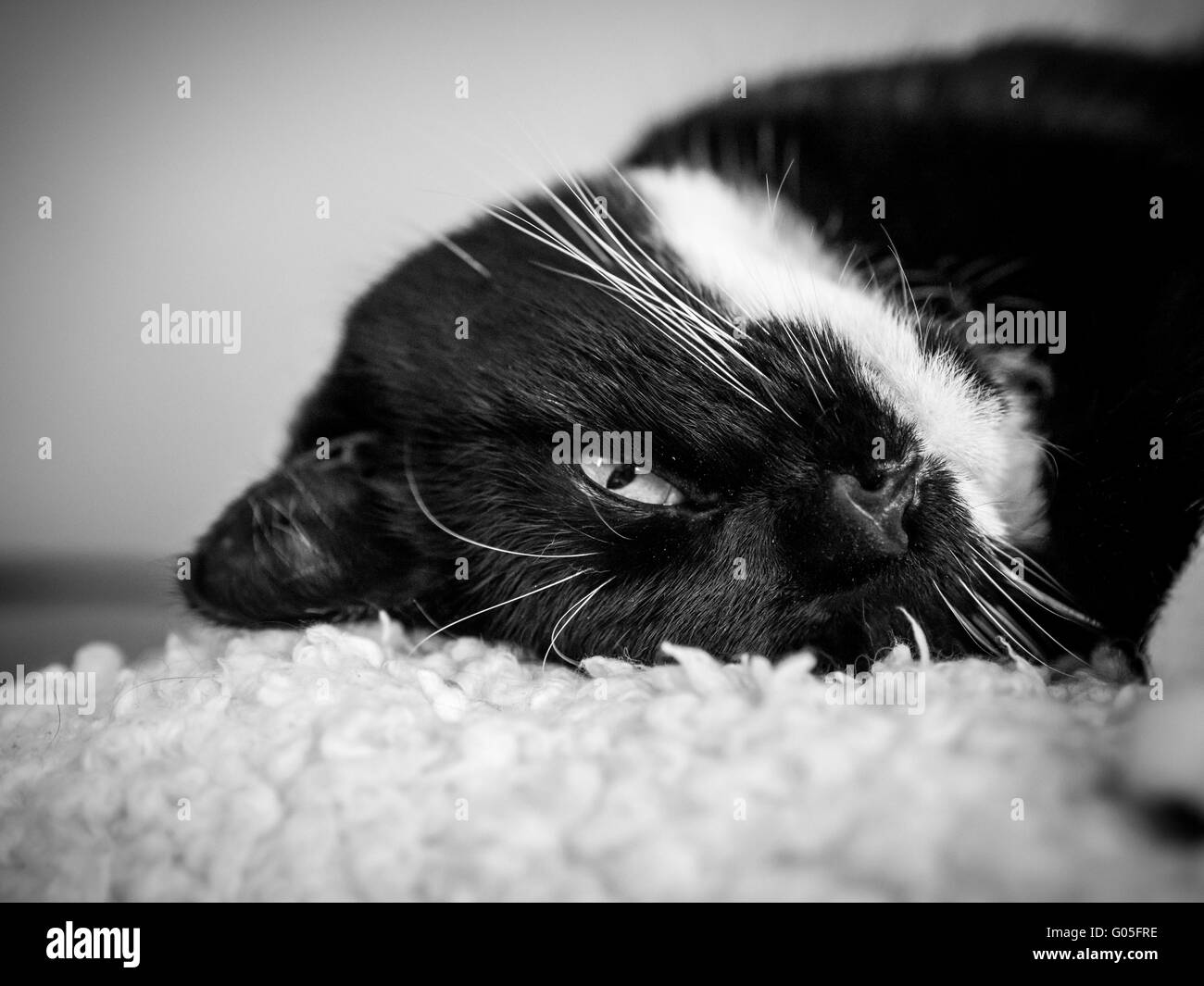 Schwarz / weiß Katzenkopf auf Pelz Decke gelegt Stockfoto