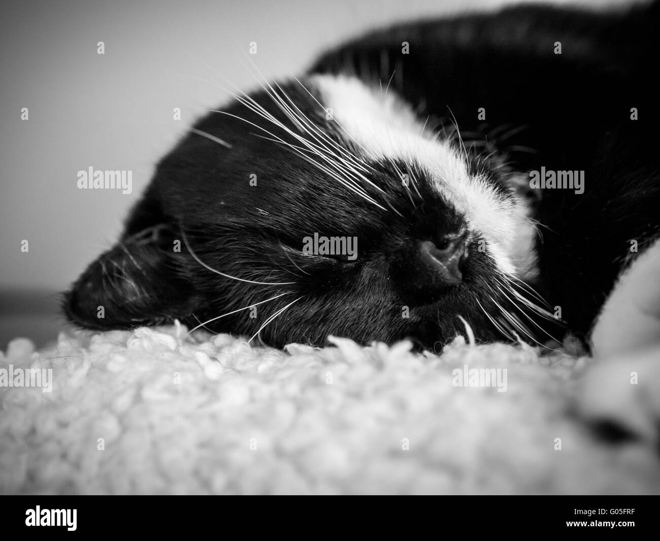 Schwarz / weiß Katzenkopf auf Pelz Decke gelegt Stockfoto