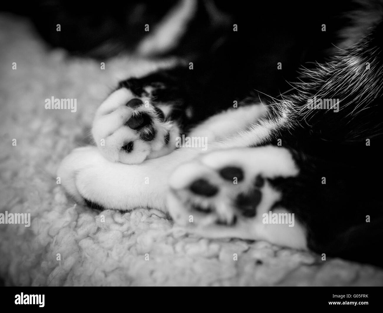 Black And White Katzen Pfoten Stockfoto