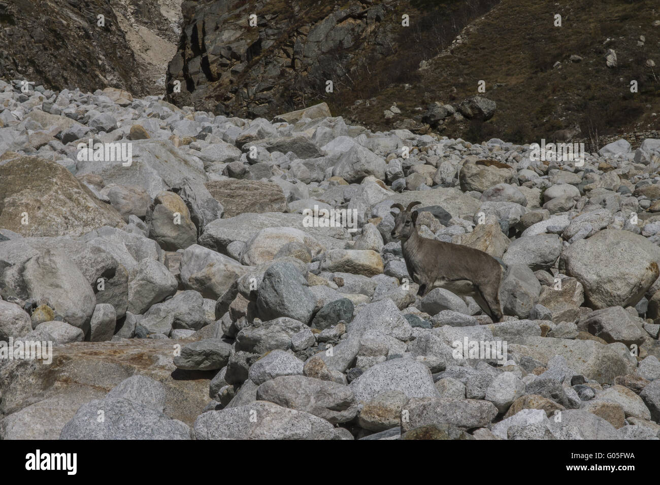Blauschafe - Himalaya blaue Schafe Stockfoto