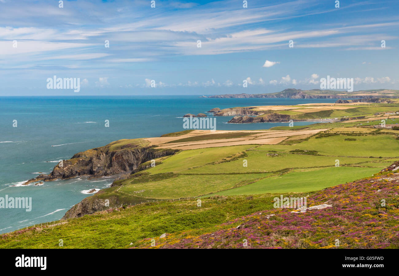 Der Norden Pembrokeshire Küste vom Penberry Berg mit Wildblumen und Heidekraut - Pembrokeshire Stockfoto
