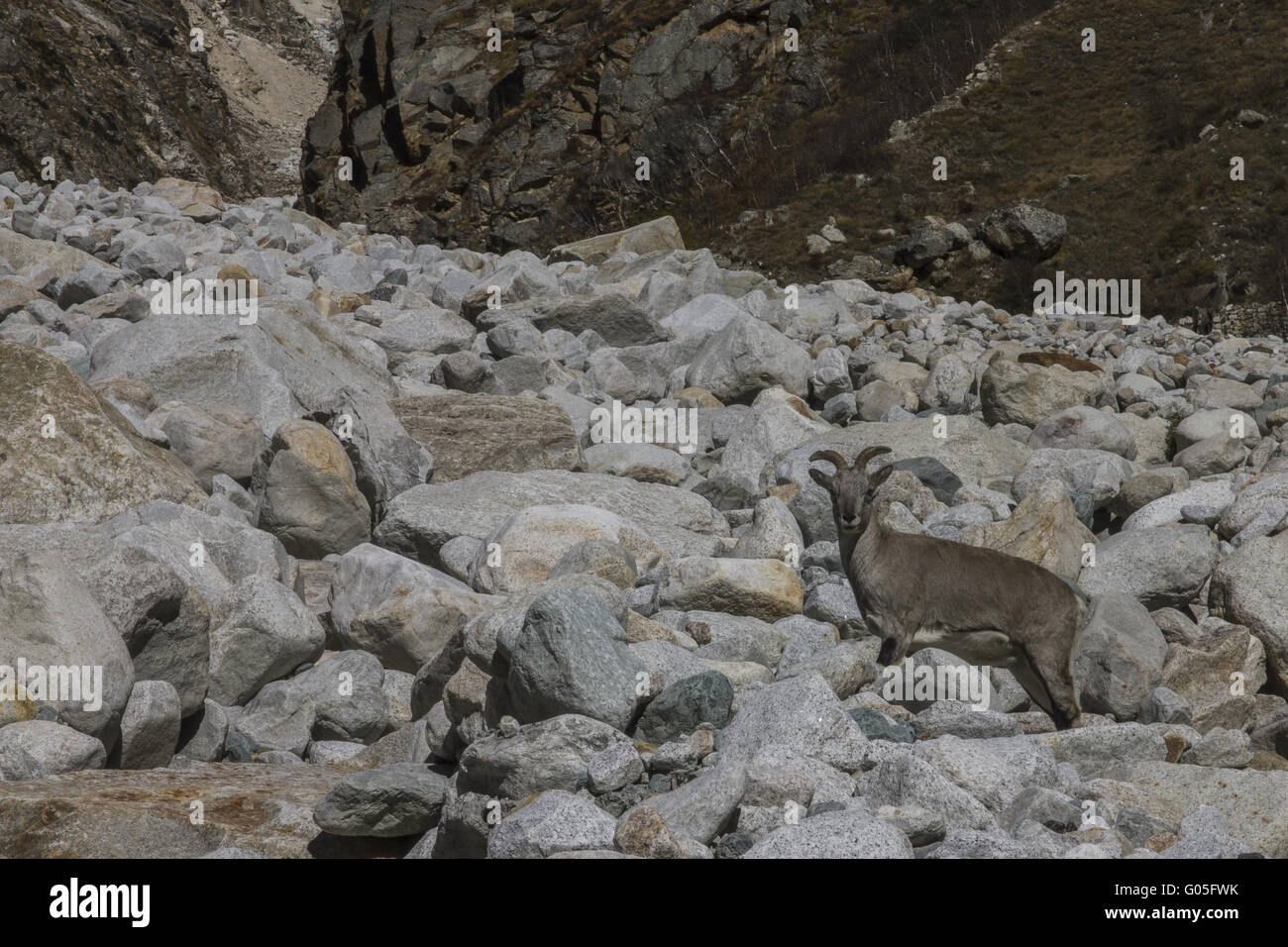 Blauschafe - Himalaya blaue Schafe Stockfoto