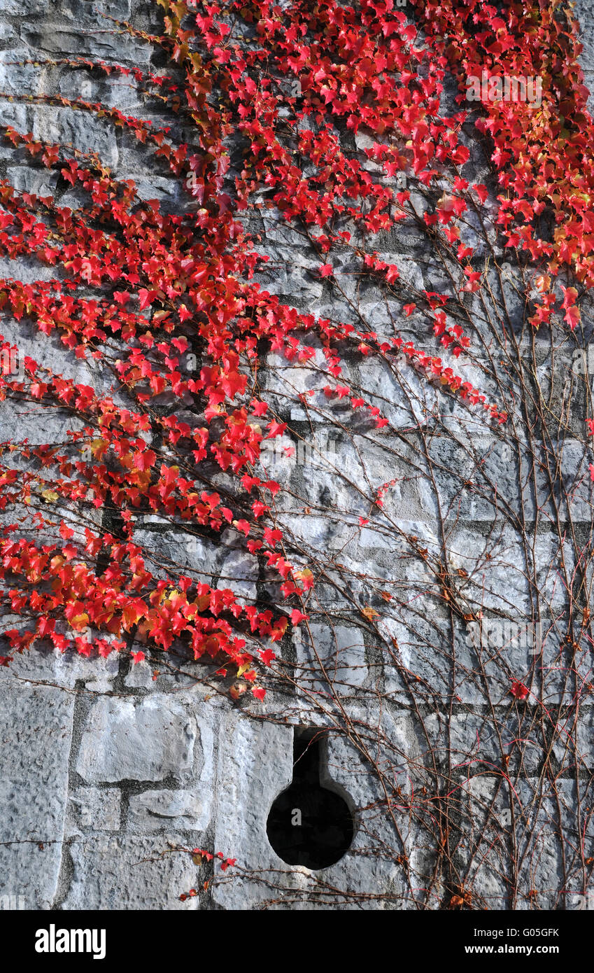 Rote Pflanze der mittelalterlichen Stadtmauer Stockfoto