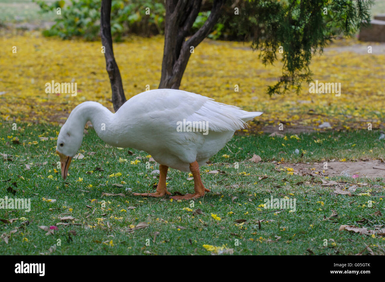 Eine weiße (Emden) Gans Essen vom Boden in Lodi Garten Delhi Stockfoto