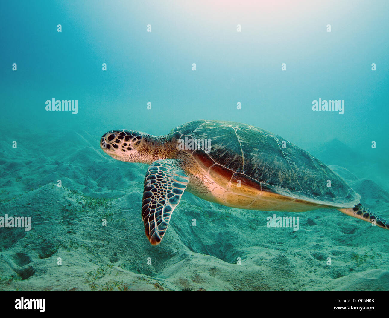 Meeresschildkröte Stockfoto