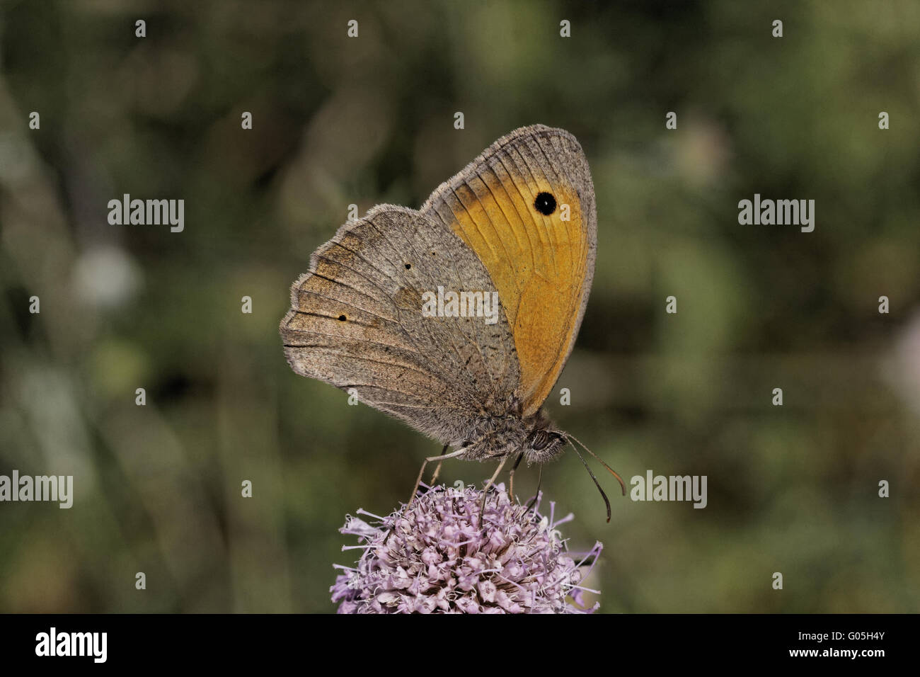 Maniola Jurtina, Wiese braun Schmetterling (männlich) Stockfoto