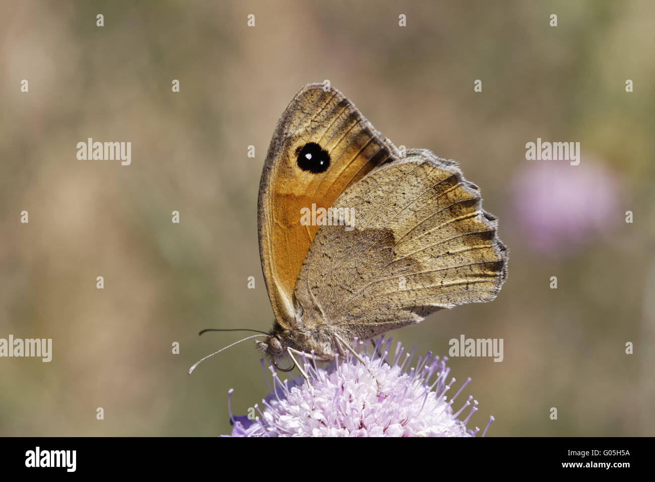 Maniola Jurtina, Wiese braun Schmetterling (weiblich) Stockfoto