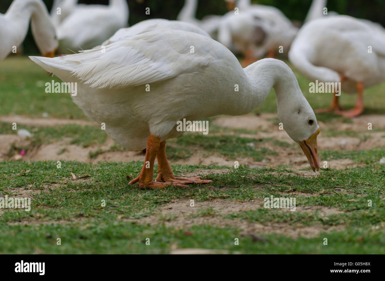 Eine weiße (Emden) Gans Essen aus dem Boden, Lodi Garten-Delhi, Indien. Stockfoto