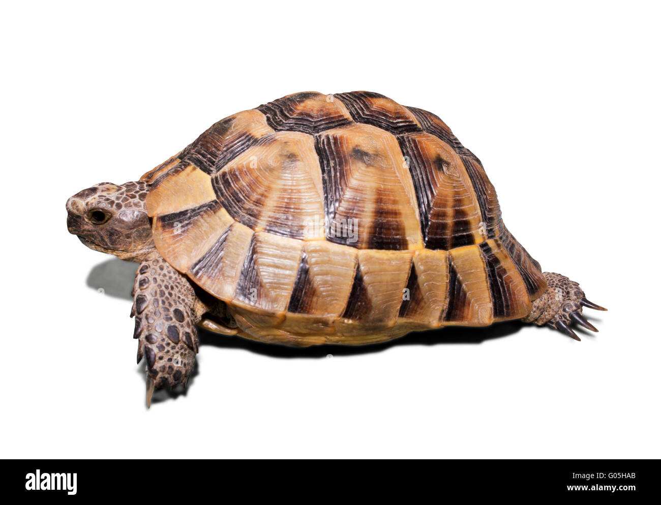 Land-Schildkröte isoliert auf weiss Stockfoto