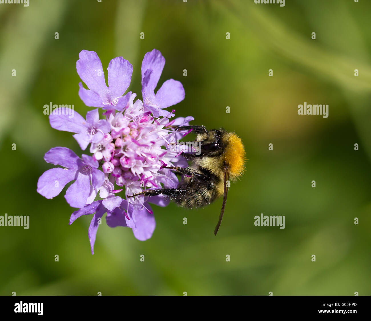 Biene auf Devils Bit Witwenblume wilde Blume. Stockfoto