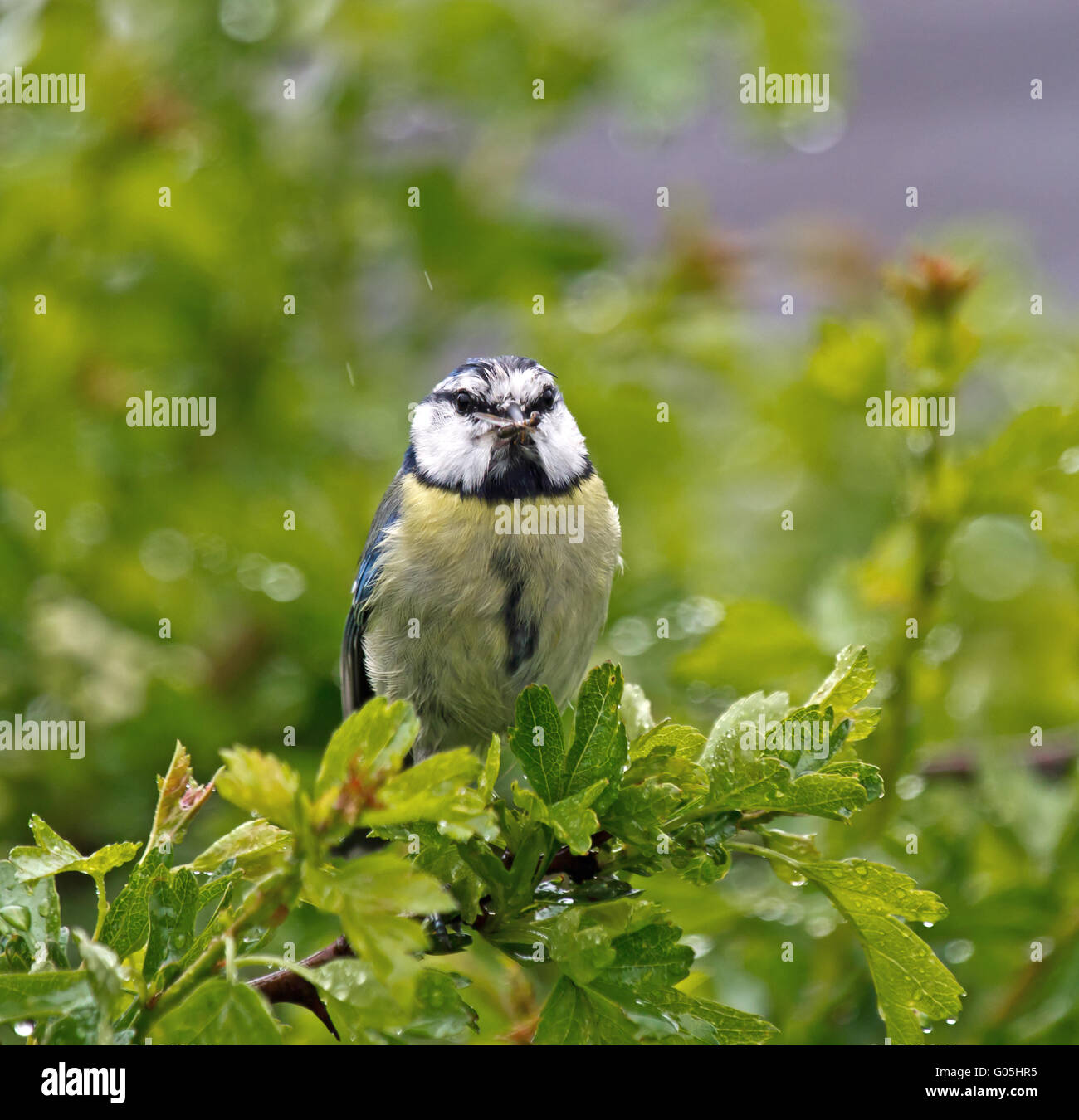 Kleiner Garten Vogel Erwachsenen Blaumeise im Regen mit Nahrung für junge Stockfoto