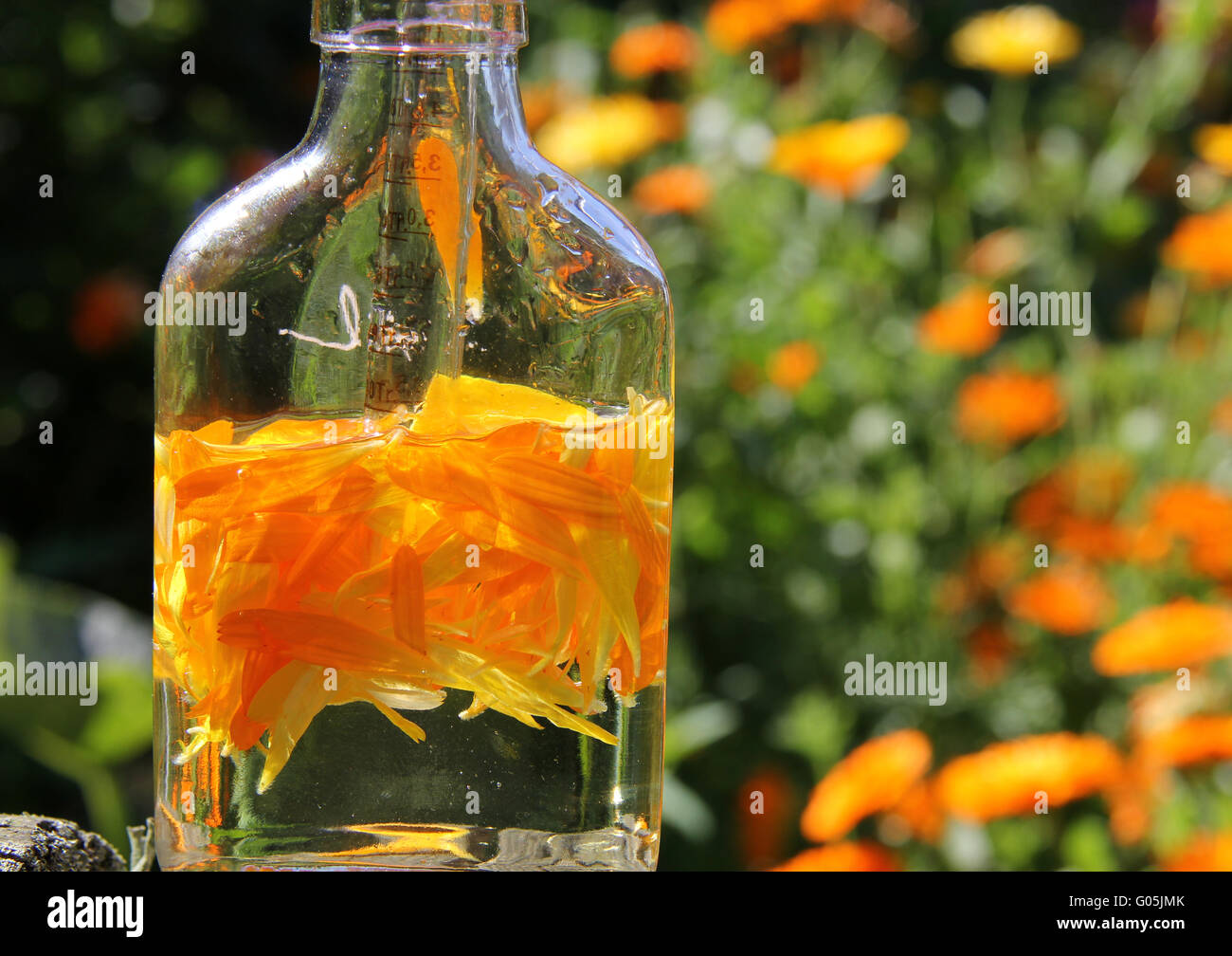 Calendula-Öl in der Homöopathie Stockfoto
