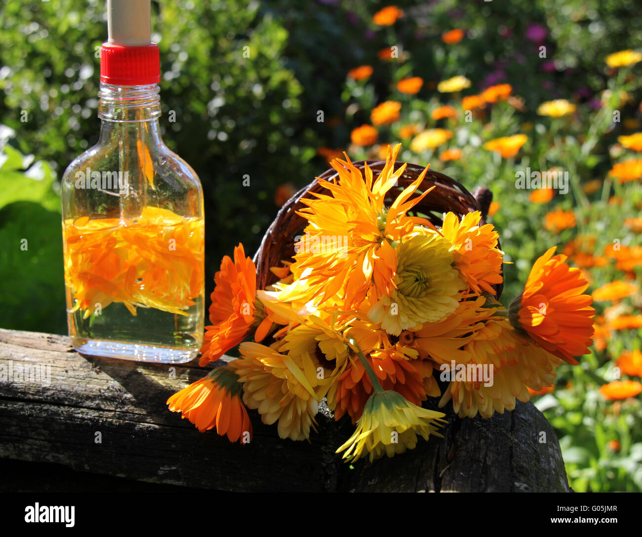 Calendula-Öl in der Homöopathie Stockfoto
