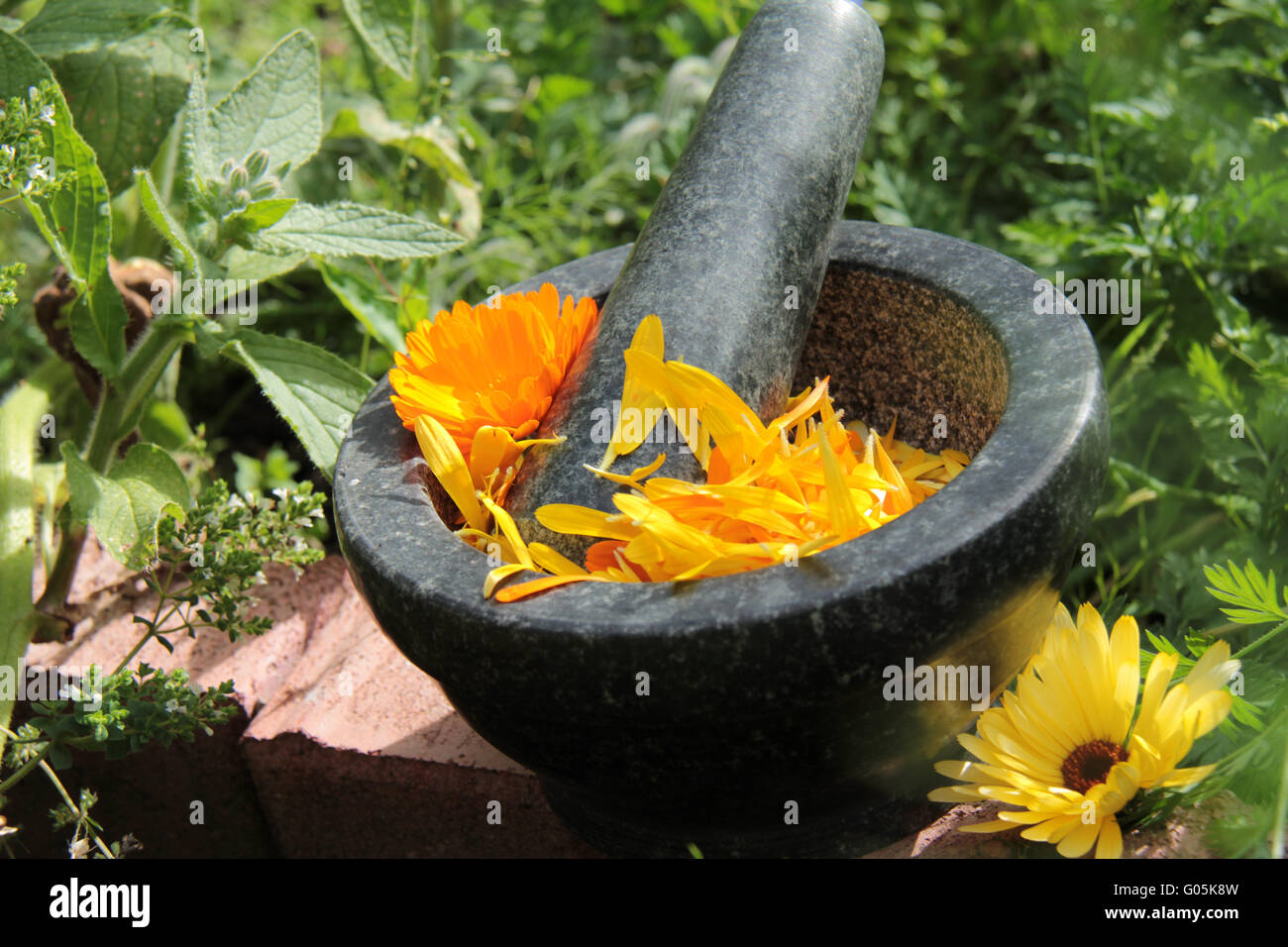 Ringelblumenblüten Stockfoto