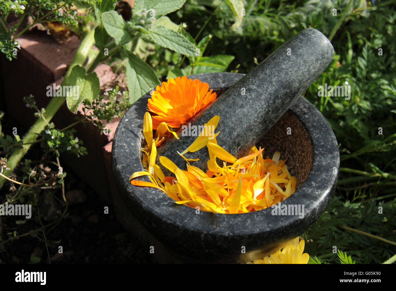 Ringelblumenblüten Stockfoto